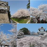 桜満開の金沢（２）滝亭の食事＆兼六園と金沢城でお花見