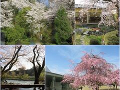 桜満開の金沢（１）ランチ＆市内をちょこっと観光して金沢犀川温泉 川端の宿 滝亭へ