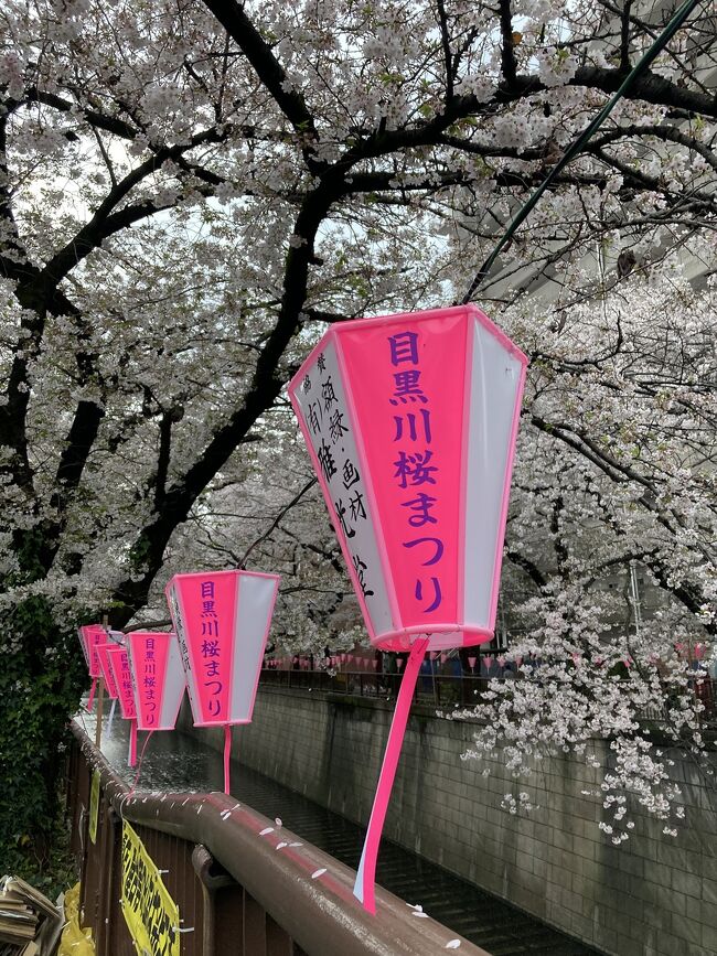 出勤途中の早朝街歩き(27)  池尻大橋駅～目黒川沿い～中目黒駅。"目黒川の桜" の満開には、6日の出遅れ･･･