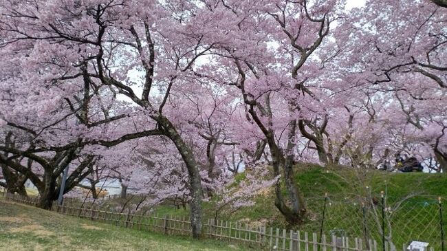長野の桜は東京から１－２週間遅れ通常なら４月１０日過ぎに満開ですが、今年は気温が温かく早くも満開です。日本１００名城に選出された高遠城の桜を満喫し、諏訪湖畔の名城高島城を回りました。高遠城は通常の公共交通機関では茅野駅から乗り継ぎで２時間かかりますがレンタカーなら４０分なのでレンタカーがおすすめです。途中と道路も含め美しい桜を満喫できます。諏訪大社や諏訪湖もおすすめです