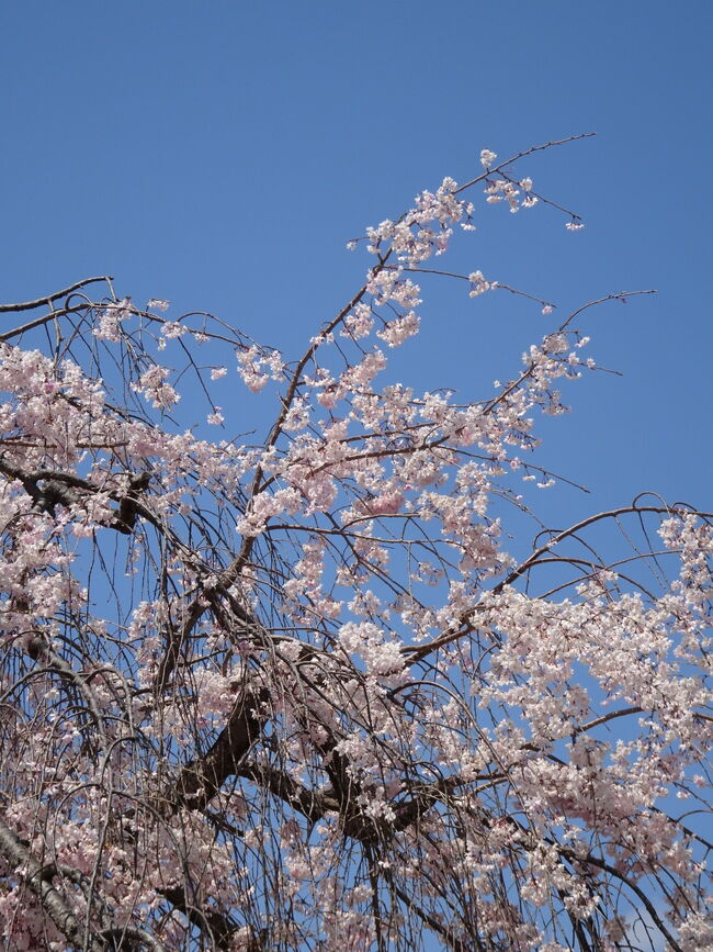 用事を兼ねて京都へ行った時に<br />お花見をしようと思ったのですが、<br />あいにく染井吉野は、もう終わりで葉桜。<br /><br />飛び乗ったバスは岡崎へも行く。<br />咲くのが遅い枝垂れ桜はまだ咲いている？と、<br />平安神宮へ行ってみました。<br />有料の苑は、枝垂れ桜が満開♪<br />お天気も良く、人気スポットで良かったです。<br /><br />うさぎ年なので、岡崎神社にも行き、<br />帰りのバスで京都御苑へ寄り、<br />念願の虎屋カフェでお茶しました。<br /><br /><br /><br /><br />