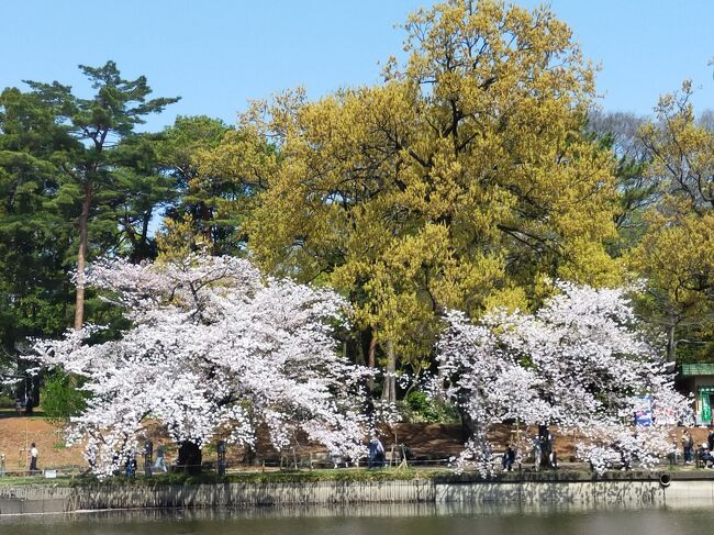長岡から 新幹線で大宮まで行き 1泊まることにしました。<br />特に予定は立てていなかったのですが せっかく 桜の時期なので 大宮公園に行くことにしました。<br />散り始めでしたが まだまだ綺麗でした。