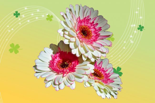 愛知県江南市の木曽川沿いにある国営木曽三川公園のひとつ。<br />フラワーパーク江南（江南市小杁町一色）<br /><br />春のお花を探しにフラワーパーク江南へ♪<br />優美なガーベラと、可憐なスイートピーのコラボレーション<br />【ガーベラ＆スイートピー展】が開催。<br />3月11日（土）～3月21日（日）<br />場所：クリスタルフラワー2階展示スペース<br />観覧料：無料<br /><br />春の花として人気のガーベラとスイートピー<br />花姿や色が多彩な切花合計99品種を展示。<br />ガーベラの69品種展示しており、<br />花型や色などの多様性を鑑賞しました。<br /><br />春から秋の季節に綺麗に咲いている、<br />すごく元気がでそうな花ガーベラ(Gerbera)<br /><br />大きさも小輪から大輪まであり、花びらの重なりも多種多様で、<br />シングル・セミダブル・ダブル・フルダブルなど沢山の種類。<br />ガーベラはキク科の多年草で、<br />ガーベラはまっすぐに伸びた花茎から5~10cm程度の花を沢山咲く。<br />ガーベラの花束はカジュアルで<br />キュートな雰囲気の贈り物によく利用されます。<br />今回は、ガーベラを<br />そして、カラフルなスイートピー岡山 倉敷 船穂スイトピー<br />30品種見つめてみました。<br /><br />入ると、<br />右手は何もない椅子が少しあるだけ<br />ガーベラ展は左手の方に。<br />ガーベラの切り花の花瓶がワインボトル！！<br />ガーベラの多彩な花々を一つ一つじっくりと・・・。<br />花型や色などの多様性を観賞することができました。<br /><br />園内には桜や菜の花も咲き始め。。。<br />今年は満開のさくらを見れるのも早そう。。。<br /><br />　　**土曜日鑑賞の方が多く・沢山撮れないのが残念。