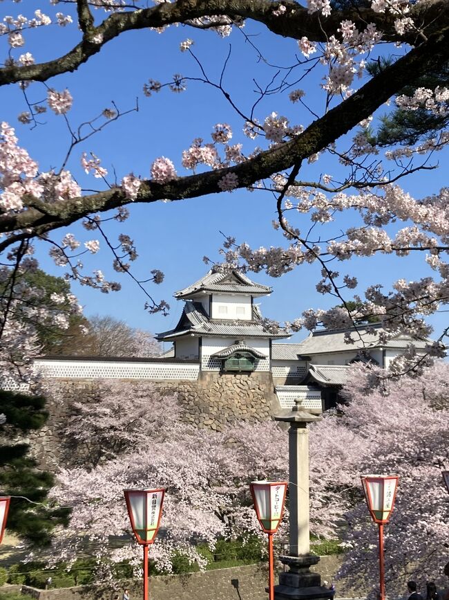 桜満開の金沢を散歩。<br />石川門、兼六園、ひがし茶屋街。