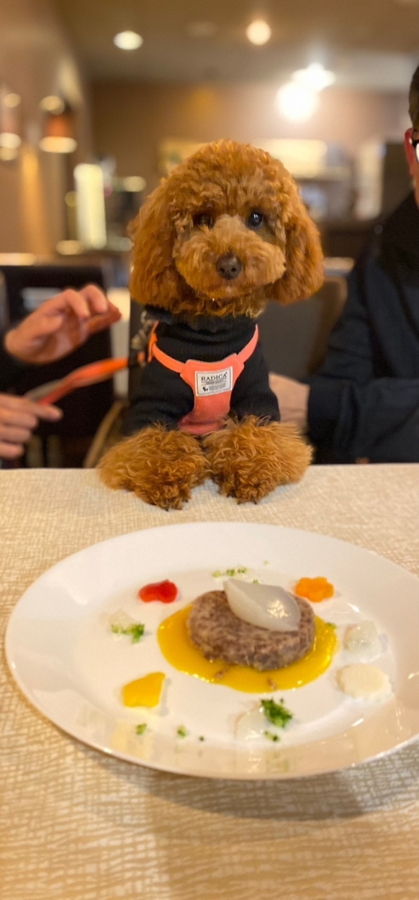 我が家の新メンバー　愛犬を連れての初旅行<br />あいにくの雨の旅でした<br />記録レベルの内容です