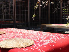 久しぶりの賑やかな春爛漫の京都！