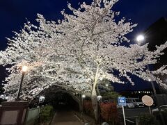 ２０２３年市川桜
