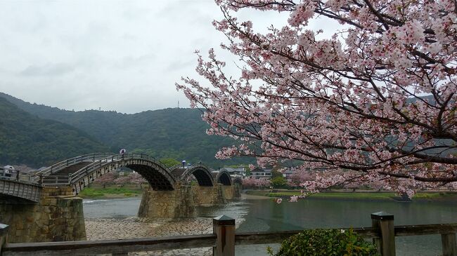 ニュースで、錦帯橋の桜を何年か前に観て、ぜひ行きたいと思っていました。<br />そして今回そろそろコロナも落ち着いてきたので、錦帯橋へお花見に行くことにしました。