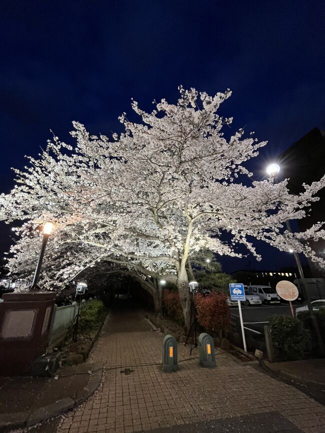 毎年恒例の市川市の桜です。<br />例年より桜の開花が早く、天候が良い日は時間が限られ、休日は天候が悪く何日かに分けて散策しました。