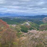 大阪・天王寺からの吉野千本桜（ほぼ葉桜だったけど古都の桜吹雪はきれいでした）