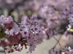 日本三大桜の名所：高遠桜