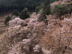 初！吉野の桜を見に来たらピークを過ぎてた(^_^;)