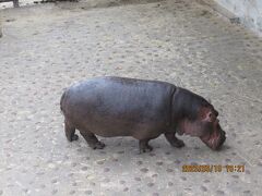 旅は三日目（最終日）：メインは動物園