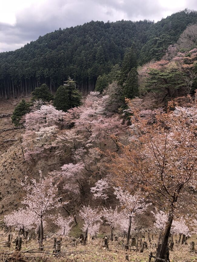 嫁さんの大阪長期出張に合わせてマンスリーマンションを起点に、初めての吉野山にお花見に!<br /><br />阪神間育ちやから、近畿地方の南の方には行く機会もなく、ようやく花見に来れたと思ったら、またまたピークが過ぎてたようで、写真で見たような絶景は見られへんかったけど楽しめました(^_^)<br /><br />しかし、近鉄の路線は分かりづらいなぁ(>_<)