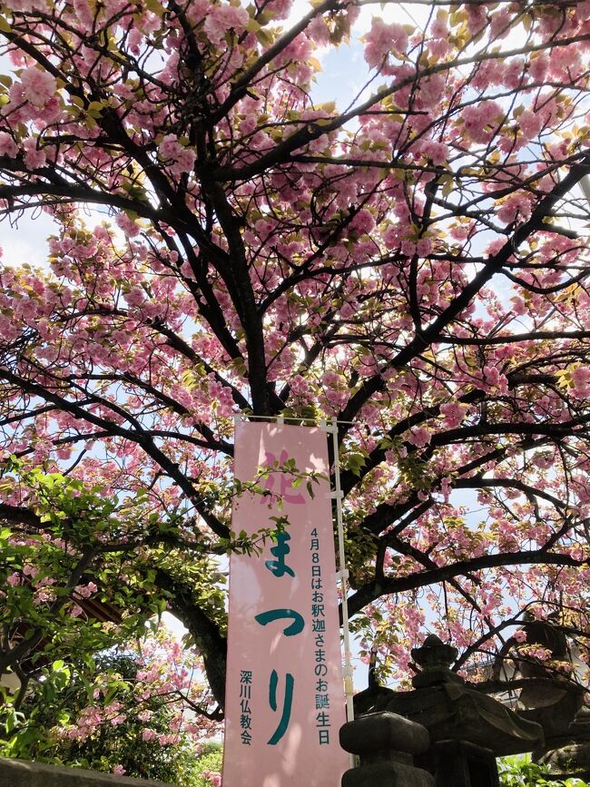 毎年4月8日の花祭りに花御堂探しをしている者です。<br />ここ数年は東京でやっております。<br />2023年は深川、清澄白河から門前仲町にかけて歩いてみました。