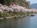 海津大崎の桜2023年
