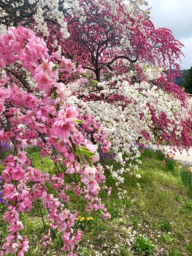 北へ行く旅と言ったけど、<br />またまたお花の便りをお届けします。<br /><br /><br />群馬から、日光へ抜ける道。<br /><br />そこに花桃街道がありました。<br /><br />