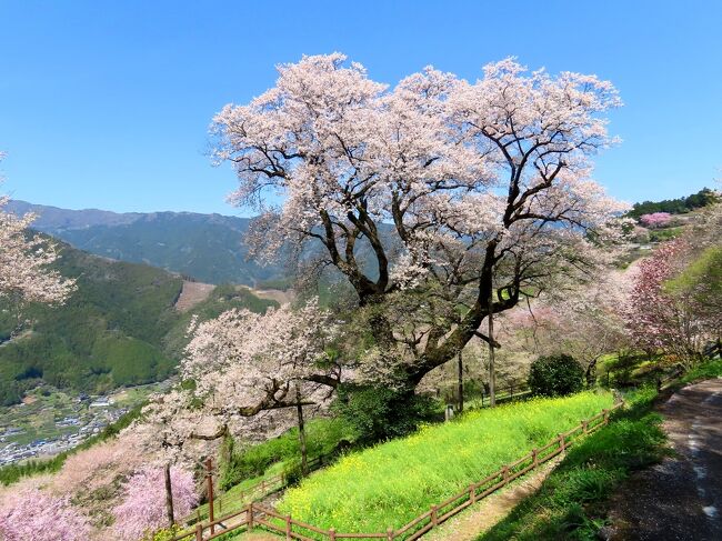 2023年の桜スポット巡りは土佐へ。路線バスを駆使して仁淀川町の山奥にある一本桜、ひょうたん桜を訪ねました。桜だけでなく、ハナモモも咲く桃源郷でした。
