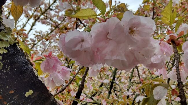 自宅近隣の桜が終わり、北の方に見ごろの桜があれば行こうかなと思っていたころ、京都仁和寺に遅咲きのおむろ桜というものがあるとの情報が。満開の報は4月3日。例年は1週間くらい見頃が続くとのこと。行けるとしたら土日のみ。行こうかやめようかぎりぎりまで悩んでホテルパックがお高いものしかなくなってしまったため、前日に行きの夜行バスのみ予約して、ふらりと京都に行ってきました。<br />出発日、横浜駅は暴風。雨。京都は少し早く回復しているとのことですが…