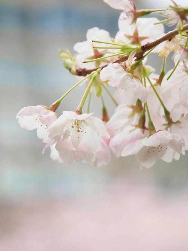 桜の季節はソワソワしますね。<br />もう咲いたかな？満開かな？天気はどうかな？<br />いつ桜を見に行こうか、毎日考えてます。<br /><br />バンクーバーは、桜が綺麗なところなんですよ。<br /><br />日本の風情とは少し違う外国の桜も良いもんです。<br /><br />今回の桜さんぽは、グランビル・アイランドまで。<br />素敵なさんぽ道が入江に沿って続いています。<br />