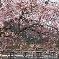 嵐山から満開の桜を求めて②