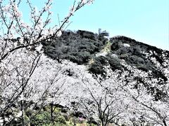 ２０２３年３月　神戸、須磨浦山上遊園の桜！