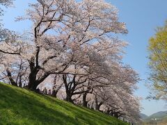 最後は背割り堤の桜で終わる京都桜巡り ③