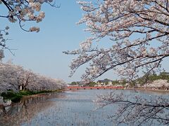 北信越２０２３春旅行記　【４】高田城址公園１