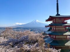 『富士山と桜』の絶景を求めて