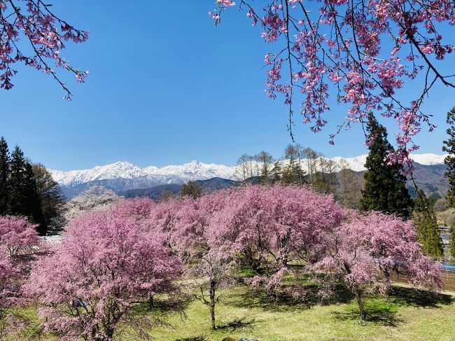 4月9日長野市内の桜はもう散っちゃいました。<br />今年は咲くのも早かったが、風や雨で散るのも早かった。<br />ただ山の上の桜はこれからです。<br />この日は長野市の西隣の日本一美しいと自称する小川村に行ってきました。<br />去年も感動した小川村の桜ですが、今年は去年行かなかった小川村の番所の桜と立屋の桜いうところに行きました。<br /><br />青い空に真っ白白馬連峰の雪山、その間にピンクの差し色の桜山が素敵でした。<br /><br />先週松代や須坂の臥竜公園の桜を見に行って来たので、桜はお腹いっぱいだったのですが、この日は天気がよく、インスタでチェックしたところ、小川村は雪が降ったらしく、朝一で雪と桜の写真をあげてる人がいたので、行ってみたくなりました。<br />行った頃には雪は溶けてましたが。<br /><br />朝の10時半頃、長野市内の自宅を出発し、国道19号を走り、狭い山道を登って行きます。<br /><br />昨年の小川村の桜<br />https://4travel.jp/travelogue/11749093<br />