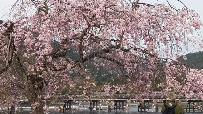 去年は出遅れて見る事が出来なかった桜を求めて嵐山から平野神社、祇園と訪れました。<br />今年も開花が早くてどうなるかと思いましたが、満開後のお天気が良かった事もあり何とか持ってくれました。桜の時期は紅葉と違い短くて本当に難しいです、短い時期だから尊いのかも知れません。<br /><br /> 09:00    ホテル発→嵐山(9:30)→嵐山東公園(9:40)→天竜寺(10:00)→蘇我嵐山駅(11:30)<br />11:50    バス→大覚寺(12:00)→タクシ(11:50)→蘇我鳥居本(12:00)→愛宕念仏寺(12:30)→バス<br />13:20    渡月橋→亀山公園(13:40)→昼食(13:50)→山頂展望台(14:30)→荒電駅(15:00)<br />15:00    荒電発→平野神社(15:50)→北野天満宮バス停(16:40)→河原町(17:20)<br />17:30    夕食→白川通り(18:30)→円山公園・八坂神社(19:00)→高瀬川(19:40)→ホテル着(20:30)<br />