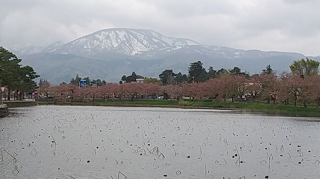 毎年楽しみにしてる故郷の桜。今年は全国的に開花、満開早くて予定した日に帰省してみれば、「悲しい・・」<br />そこで、花よりなんやら、を決め込みました(^_^;)))