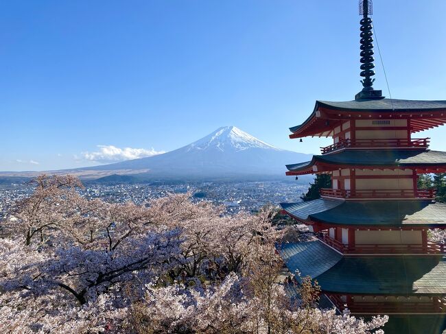 富士山周辺は車がないと便が悪いので、クラブツーリズムの<br />『新倉山浅間公園＆河口湖の桜　富士山パノラマロープウェイで絶景空中散歩＆うさぎ神社』というツアーに参加。<br />目的は新倉山の景色だったのだが、ロープウェイが一時間以上待ち、という事態が前日のツアーで発生し、旅程の入れ替えが・・・・午前中はお土産物屋ばかり。。。私の目的の新倉山にいけたのは3時すぎでした。そして4時30分に出発し、東京に着いたのは8時すぎ。やはり日曜日なので中央道は渋滞してました。<br /><br />旅程<br /><br />シャトー勝沼[ワイナリーで買い物/30分]<br />--笛吹[２種ブランド肉食べ比べ！飛騨牛の釜めし&amp;近江牛のすき焼きの昼食・イチゴ大福づくり体験(1個)/50分]--<br />富士山パノラマロープウェイ[昔話「カチカチ山」の舞台！絶景のパノラマ回廊から富士山眺望＆今年行きたい！うさぎ神社/乗車・自由散策あわせて30分]--河口湖[自由散策・桜観賞/30分](スキップ）-新倉山浅間公園[自由散策・桜観賞/70分]-