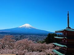 すっきり晴れた空と､新倉山浅間公園からの富士山&#128507;と桜の花&#127800;