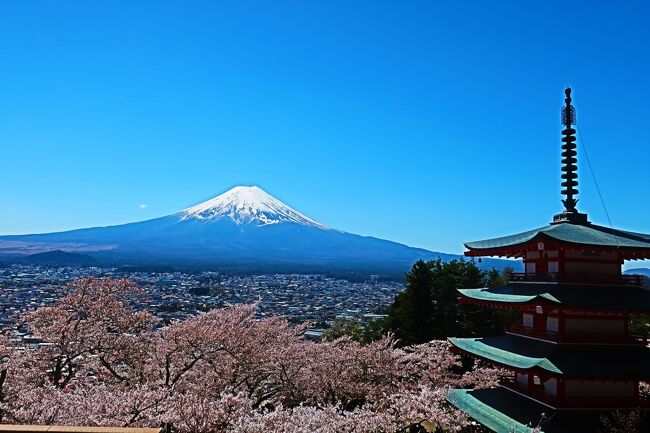前回に続いて外国人にも人気のスポット<br /><br />東京ではすっかり桜も散ってしまいましたが､こちら富士吉田にある新倉山浅間公園では桜が満開！<br />しかもすっきり晴れた青空とあって､絶景の富士山と桜のコラボを見ることができました<br /><br />【表紙の写真】新倉山浅間公園の忠霊塔 富士山と桜のコラボレーション