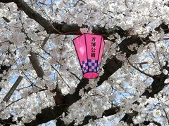 青空の下、大阪万博記念公園・自然文化園の東側エリア（東大路～東の広場～夏の花八景・その他）で、桜三昧のひと時を過ごす。（2023）