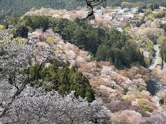 吉野山の桜は最高&#127800;