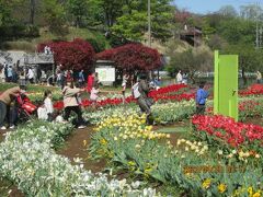 柏市のあけぼの山農業公園・チューリップ・2023年4月日曜日