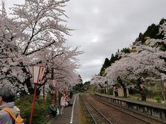 リハビリ桜の北陸旅行1日目2023/4/6