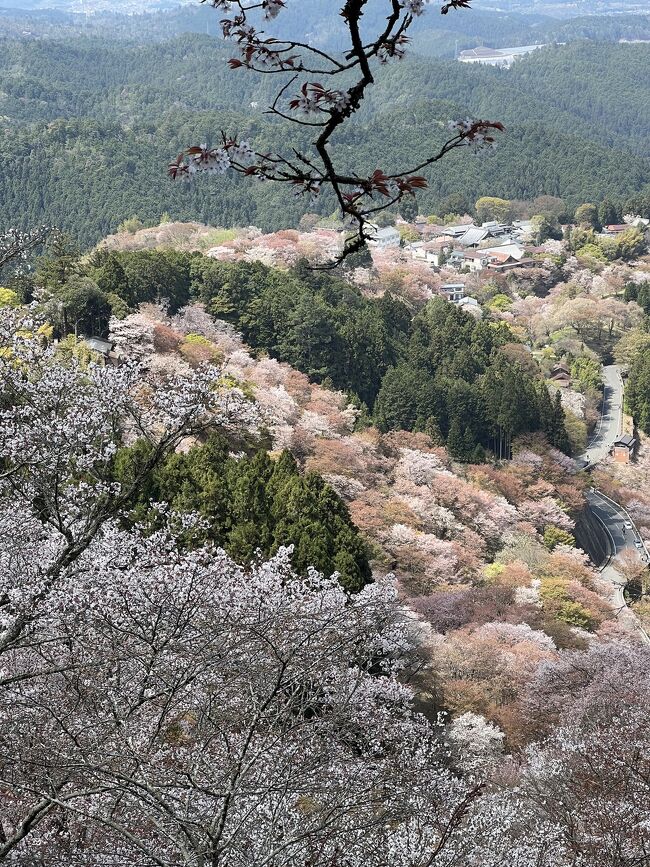 今年の満開は早く一気に咲きました。<br />これは４月３日の撮影です。<br />オシャレなお店も増え食べ歩きも楽しめます。