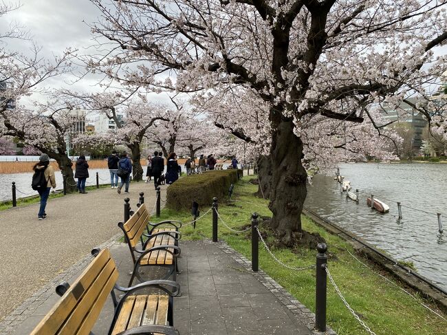 東京の桜も見頃になりました。<br />この日は出勤前に上野に立ち寄り、歩きながら花見をしてきました。