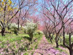 中之条ガーデンズのチューリップ・桜・花もも