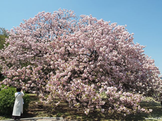 今年の桜は記録的な早さで開花、その後も次々とバトンタッチして晩春に咲く桜の花も早々と見頃を迎えました。<br />コロナ感染症拡大で、お花見も儘ならぬ春が何度も過ぎてしまいましたが、久しぶりに新宿御苑の八重桜を楽しみに出掛けました。<br /><br />桜の解説は、小冊子「新宿御苑の桜」新サクラウォッチング（書苑新社　著者/勝木俊雄）を参照しています。<br />「新宿御苑の桜」によれば、約65種1,300本を超える桜が咲き誇り、お馴染みのソメイヨシノの他に八重咲きの栽培品種も数多くあることが大きな特徴。<br />栽培品種は自然に存在するものではなく、新宿御苑を創設した多くの先人達が育てた桜が文化遺産として引き継がれています。<br /><br />表紙の写真は、イギリス式庭園脇に咲く「福禄寿」。