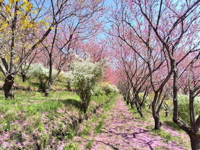 今年は日本中で桜が歴史的な開花の早さで、桜を見に行く予定は大きく変更を余儀なくされました。<br /><br />中之条ガーデンズのプレオープンの時に訪れたことを思い出し、調べたら花ももとチューリップと桜がまだ見られそうとのことで、日帰りで訪れました。<br /><br />テレワークで内食も増えているので、ついでに新潟や群馬の美味しい味も色々調達して持ち帰りました。