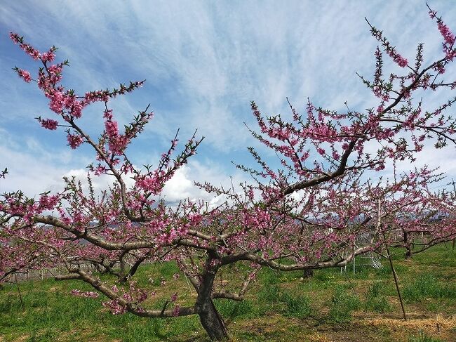 ワインツーリズムと言ったら、新酒の11月に行うのが定番だが、最近は桃源郷の桃の花を見ながらワイナリーを巡る旅も毎年開催していた。ということで、ワインの町勝沼ではなく、日本一の桃源郷をうたう笛吹市を巡る。<br />コロナのせいで本来の秋のツーリズムも一日単位になってしまったので、一日だけでも笛吹ならまぁ良いかと思う。<br /><br />表紙の写真は、満開の桃の花。