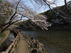 引地川上流の桜名所（２）泉の森公園　