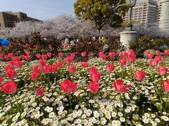 鶴舞公園で、昼は桜とチューリップ、夜はライブイベントで1日過ごしました（楽）