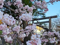 四柱神社と松本城夜桜