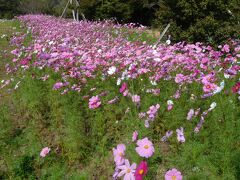 ２０２２年１０月　山陽小野田市・江汐公園秋祭り　コスモスや紅葉を見ながらウォーキング