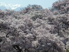 飯田市街の一本桜と高遠城址公園